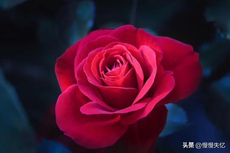 鍏充簬鐜懓鑺辩殑鍞編灏忚瘲,鐜懓鑺辨紓浜敮缇庣殑璇楀彞