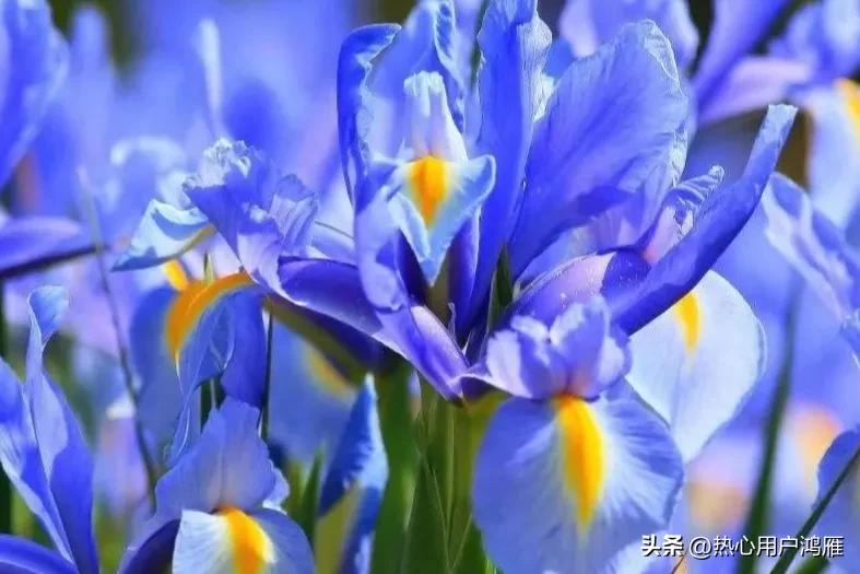 鸢尾花的寓意是,鸢尾花的寓意和象征风水