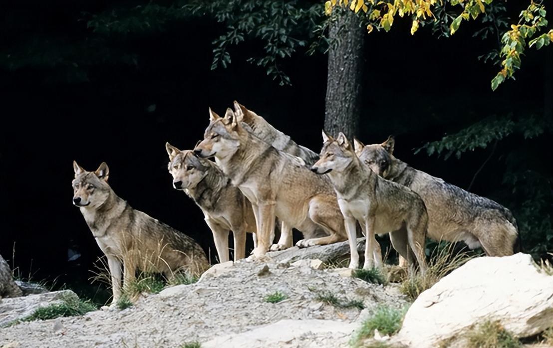 狼群母狼没有交配权怎么办,狼群中其他雄性有交配权吗