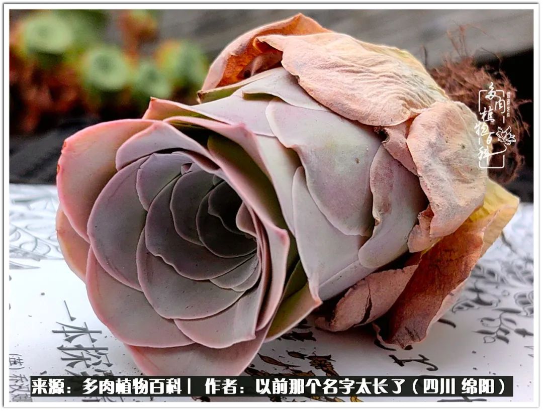 夏天山地玫瑰,小清新山地玫瑰