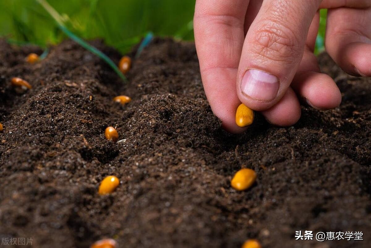 种子价格一般多少钱一亩,最新种苗价格表