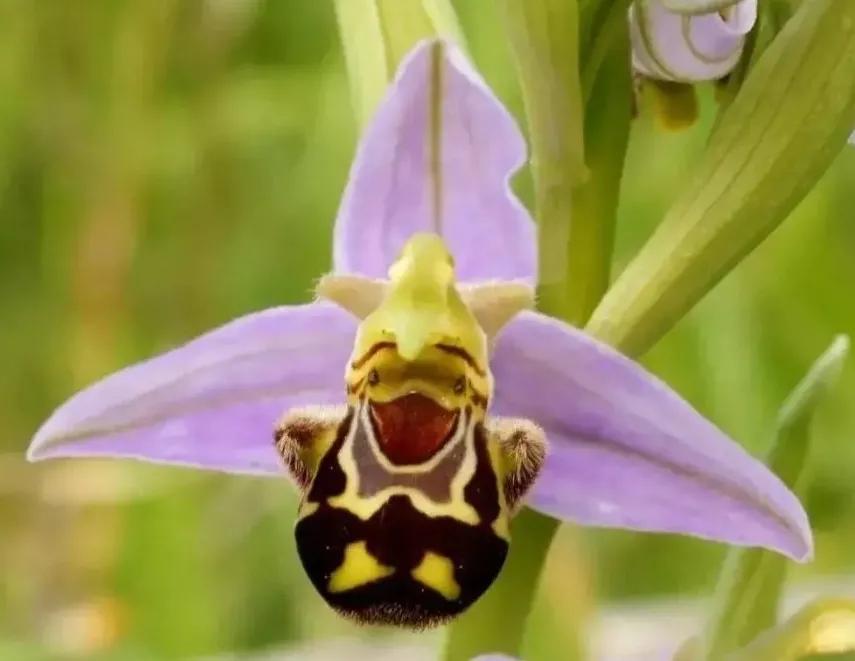 兰花的唯美图片,珍稀兰花各色大全