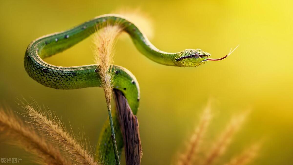 蛇最怕的东西是什么呢,蛇最怕一个东西是什么