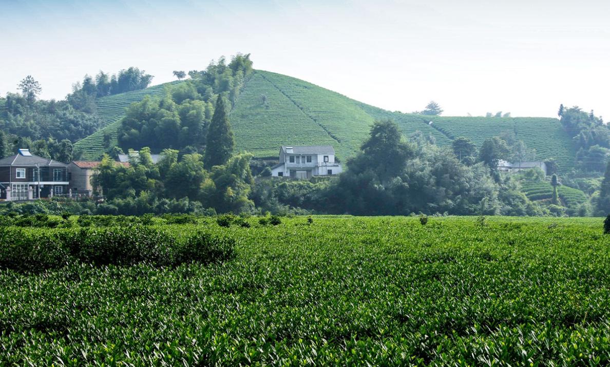 关于农村改革的最新政策,农村改革新政策2020年