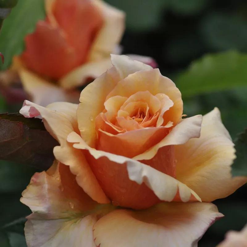 常见切花月季一览（45）