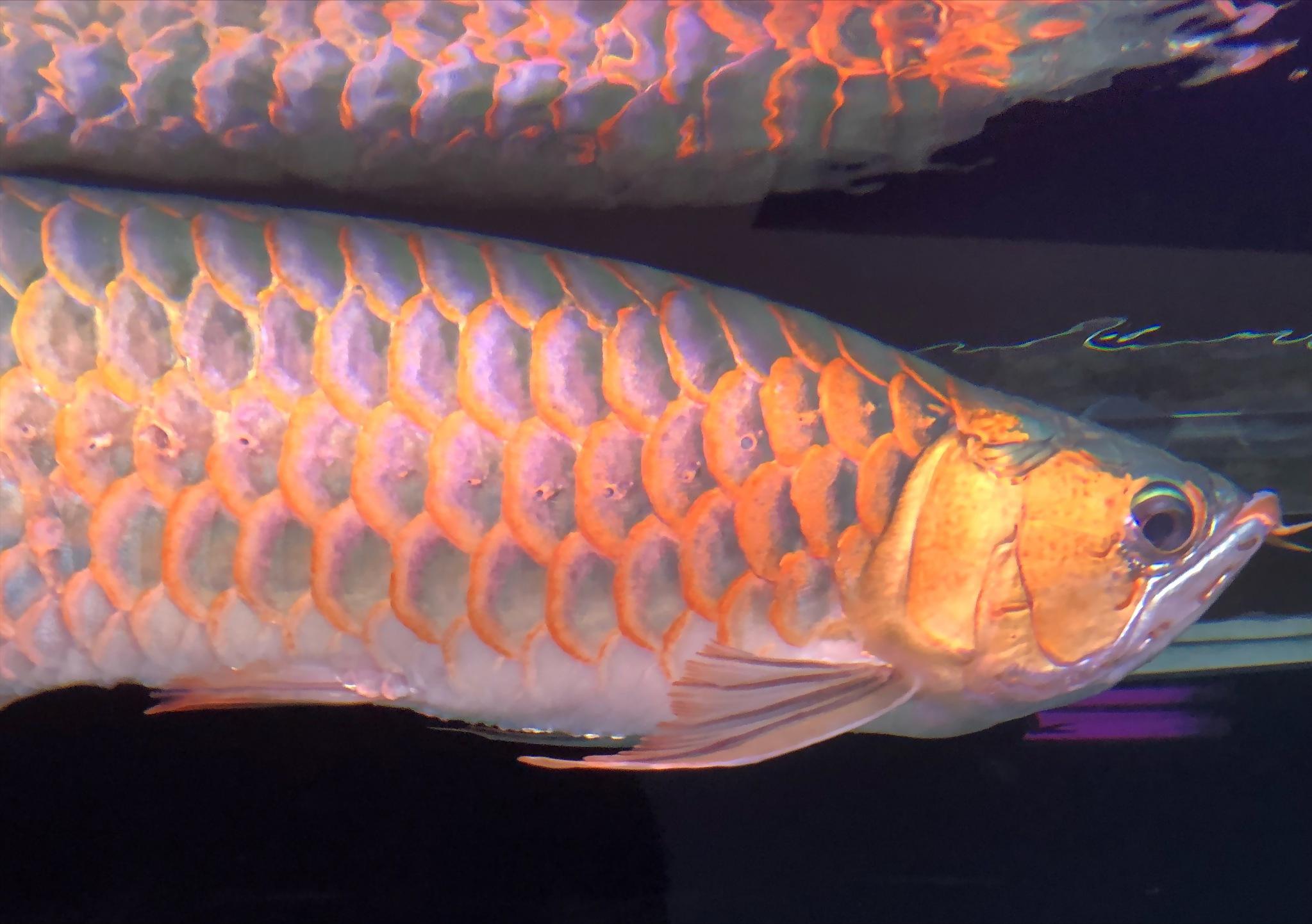 新龙鱼下缸缩鳍缩尾怎么调状态,龙鱼缩鳍是紧张还是不紧张