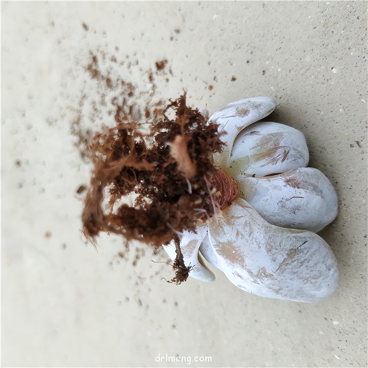 买回来的玉缀多肉需要换土吗,自己家的多肉换土需要晾根吗