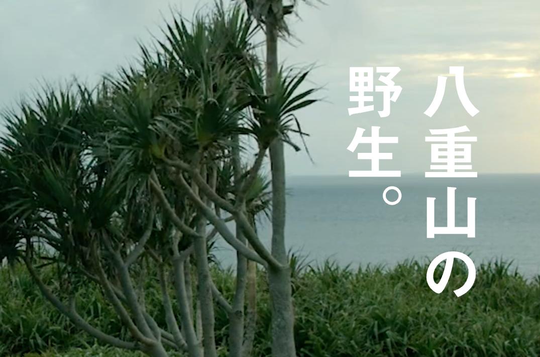 原研哉设计作品展览近期,原研哉极简风logo