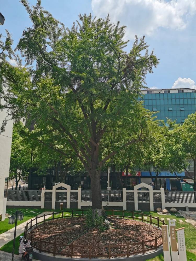 常州实验小学视频,常州市新桥实验小学一校