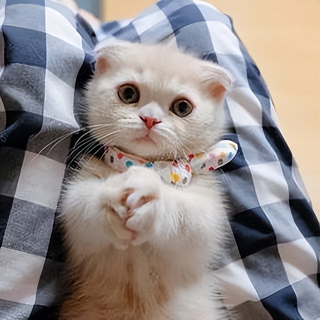 什么猫最好养而且最便宜,这几种猫没有钱别随便养