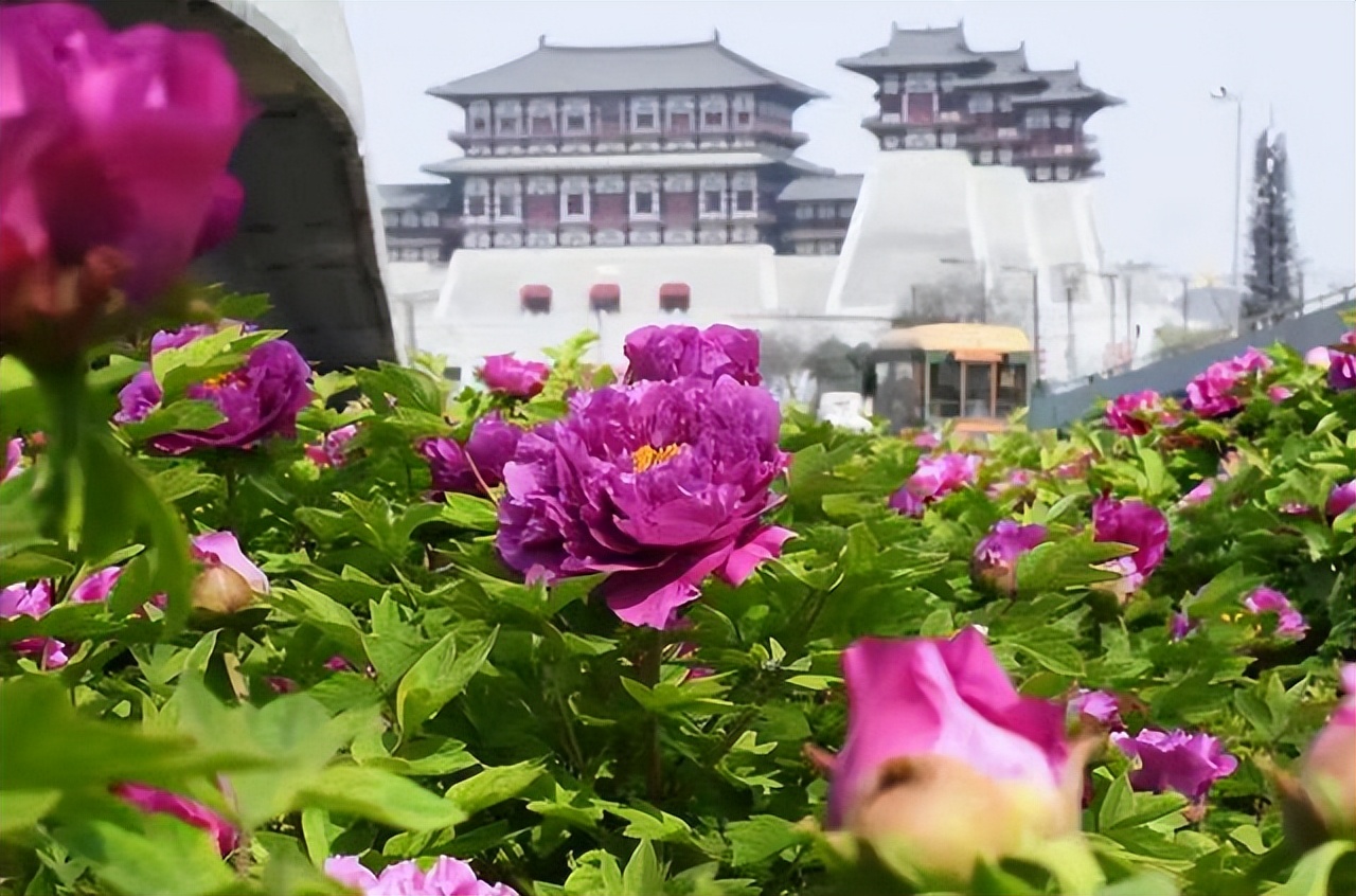 文化酒·万茗堂点亮洛阳最美之夜，应天门灯光秀万人共赏