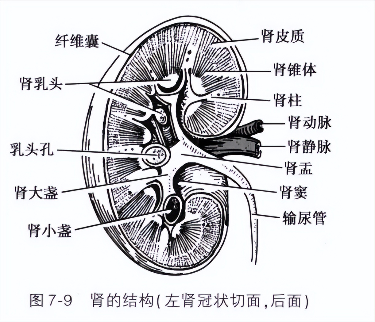 教授在我床头训诫医生：假如昨天当成囊肿开刀，就要出大事了