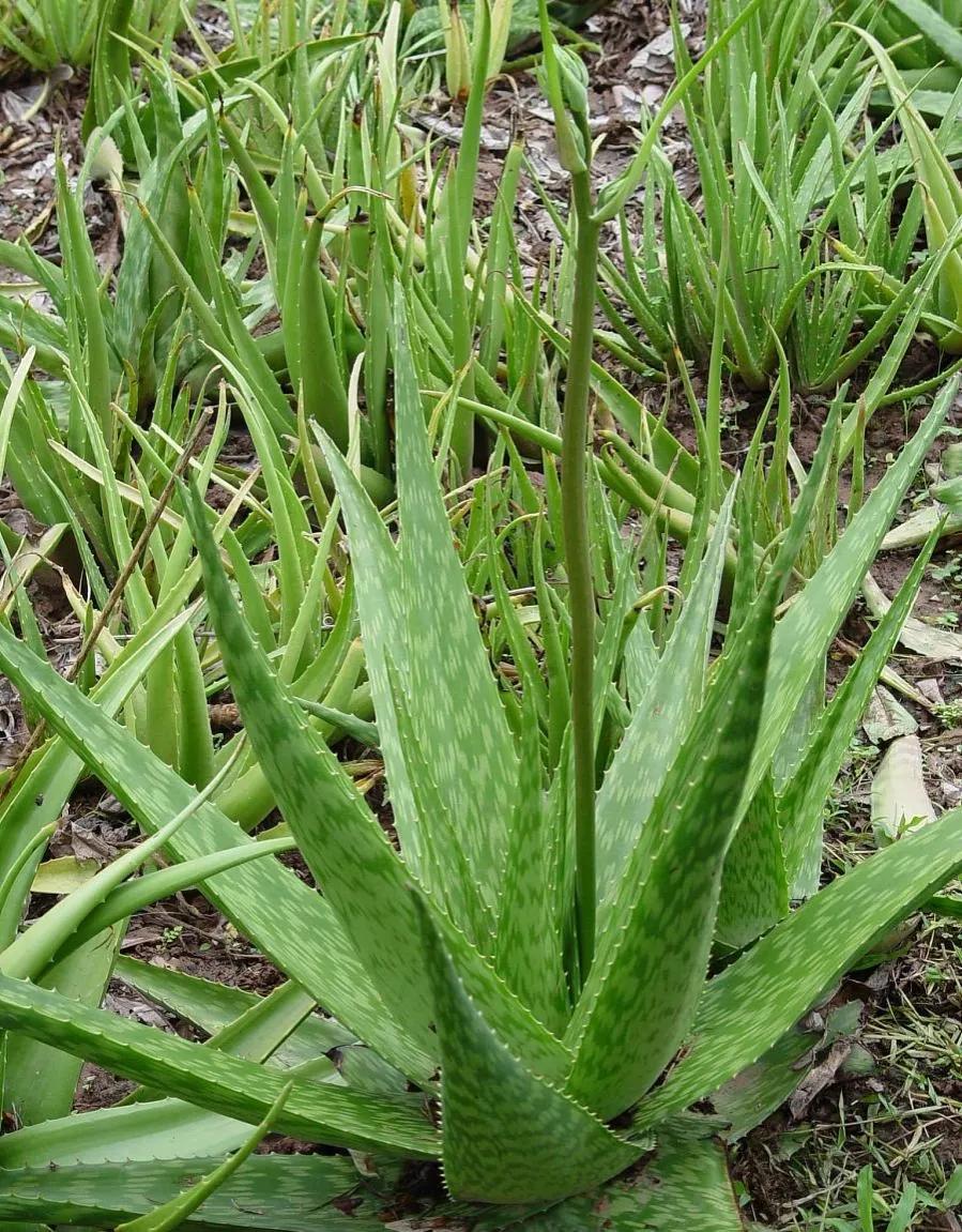 养芦荟需要经常浇水吗,芦荟好多用处
