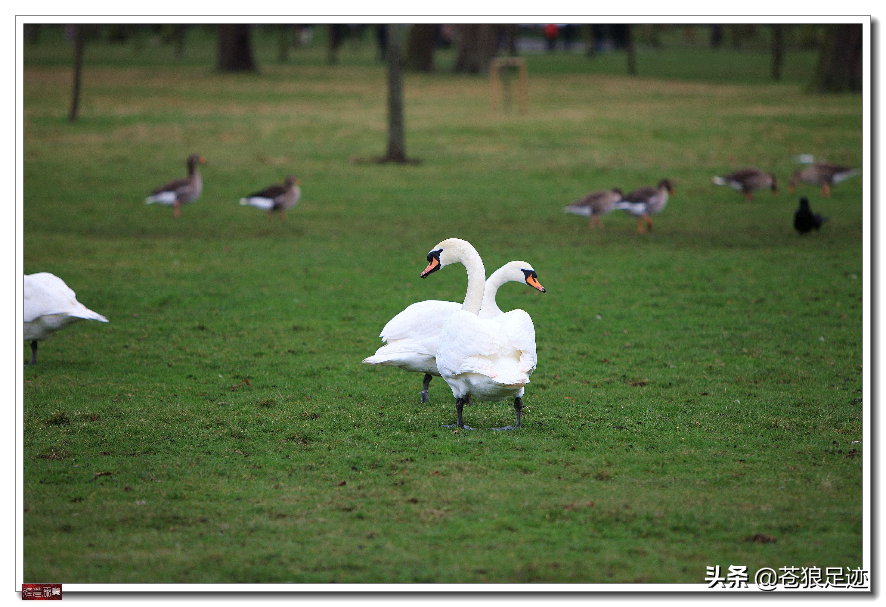 英国海德公园全景,英国皇家园林海德公园