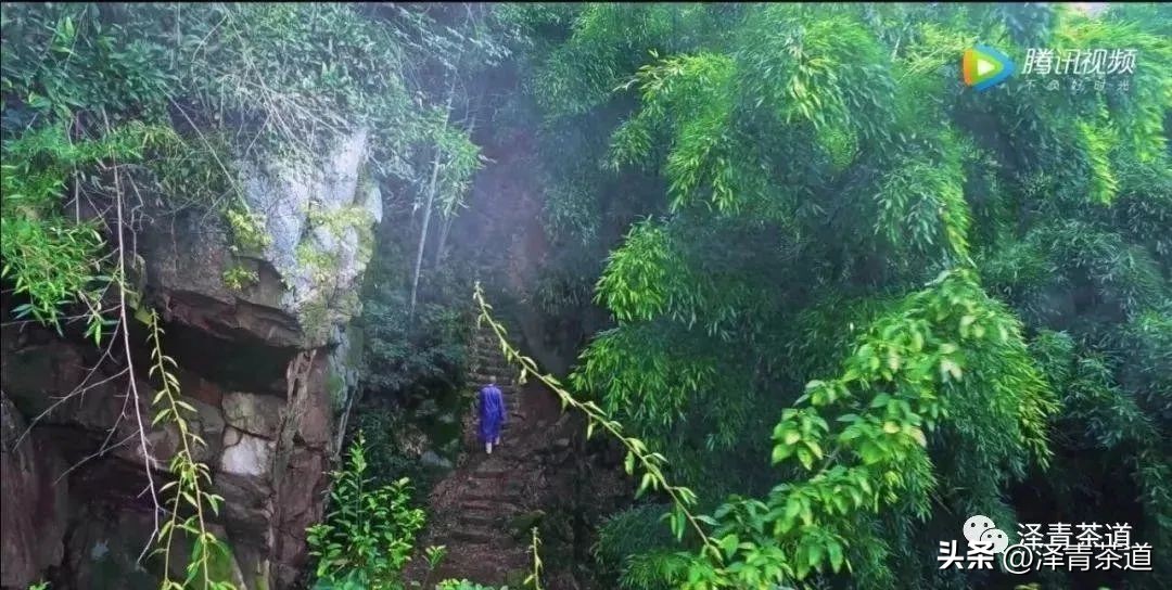 中国十大名茶哪一个茶叶最好,中国十大名茶哪款最特别