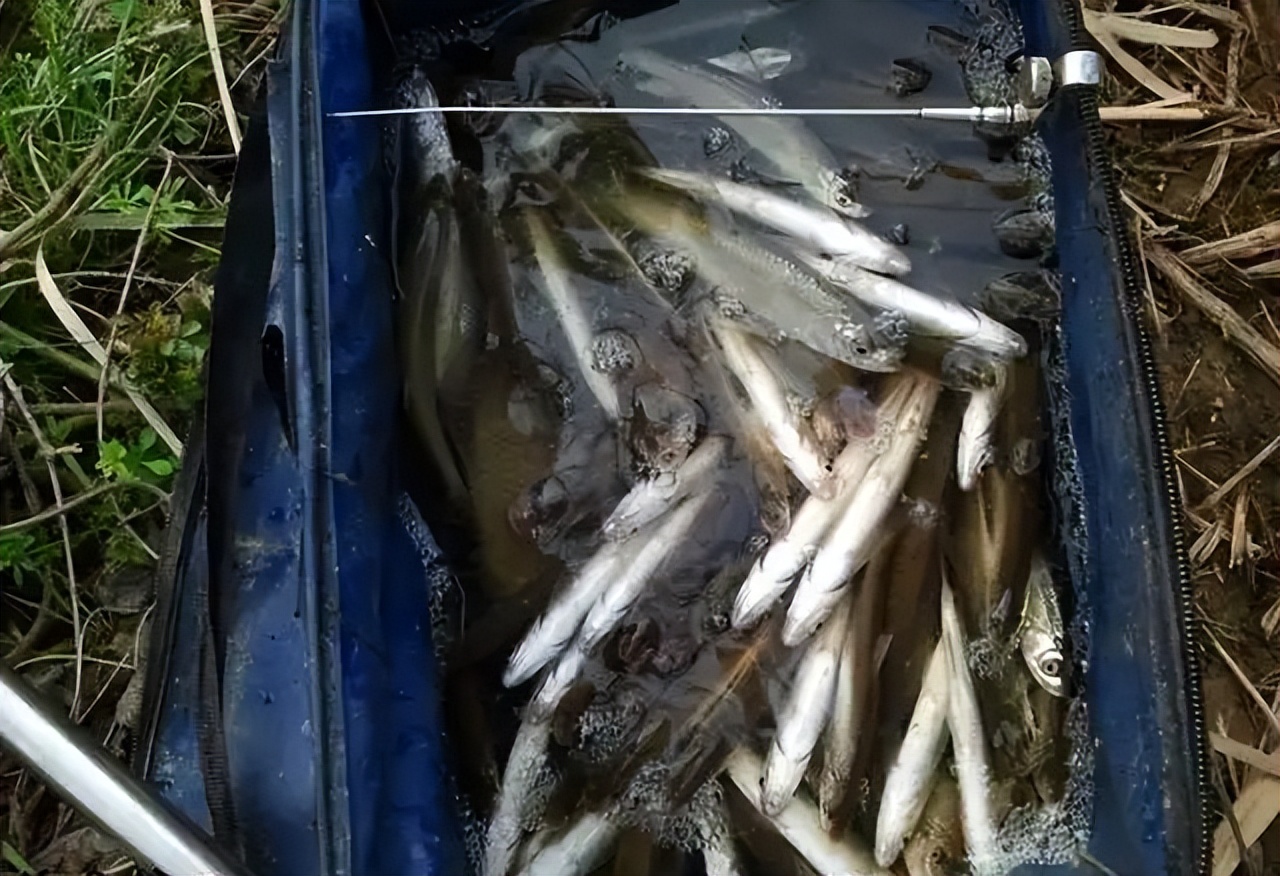 野钓遇白条闹窝怎么办,小白条闹窝的最有效的方法