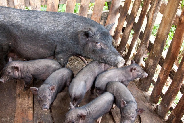 母猪产后消炎用头孢曲松钠行吗,母猪产后消炎用林可霉素甲硝唑