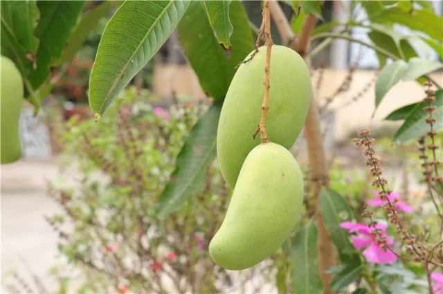这个夏天带你吃西瓜和雪糕,西双版纳最值得买的水果