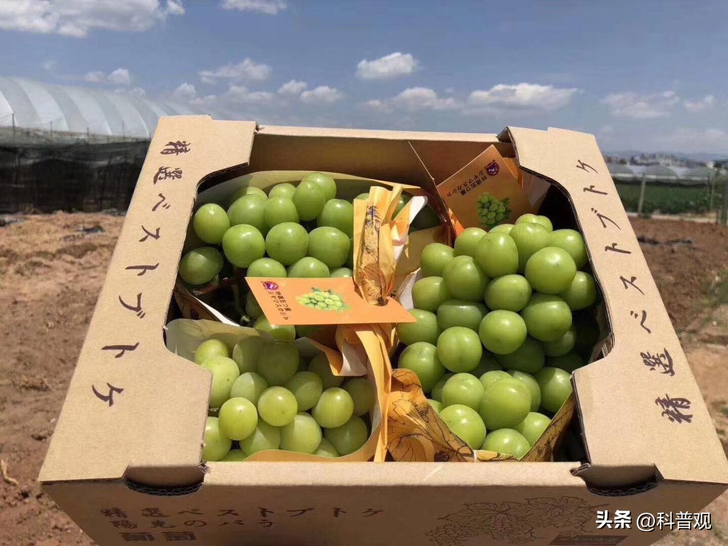 日本垄断中国市场百分之多少,打破西兰花种子垄断的原因