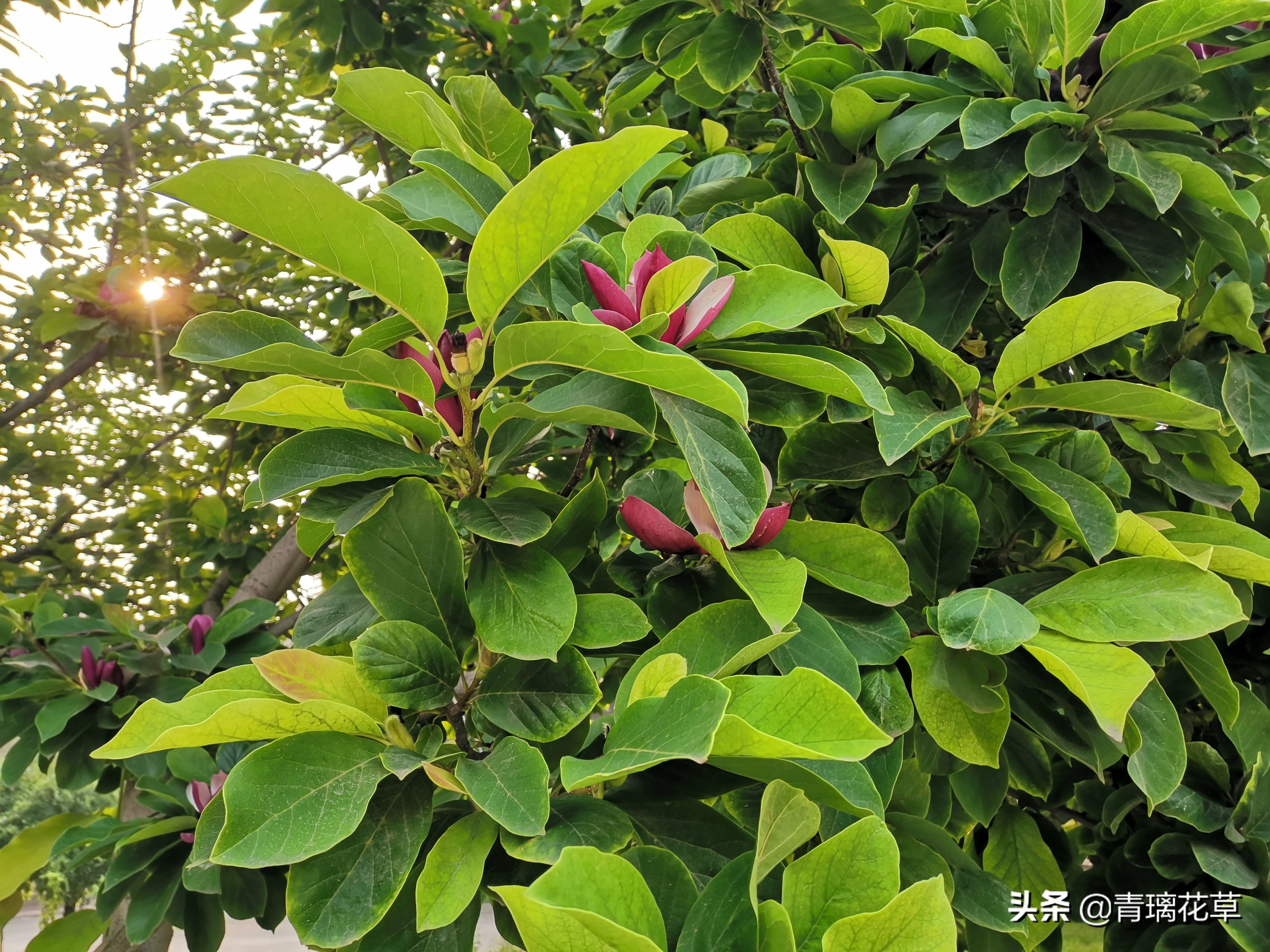 如果有了自己的院子你会种什么,如果有个院子会种什么果树