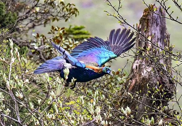 中外“彩虹鸟”大比拼，谁的羽毛颜色，是你心目中的“彩虹色”？