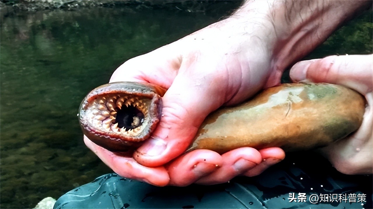 地球上有发现特别像外星人的生物,地球上的神秘巨型外星生物