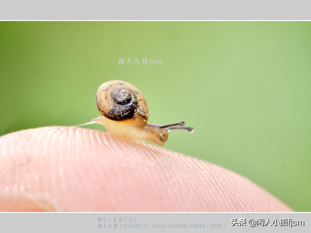 近距离拍摄昆虫小动物,常见昆虫微距摄影活动