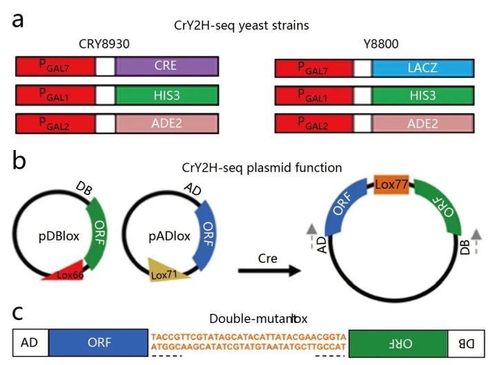酵母双向杂交,酵母杂交流程
