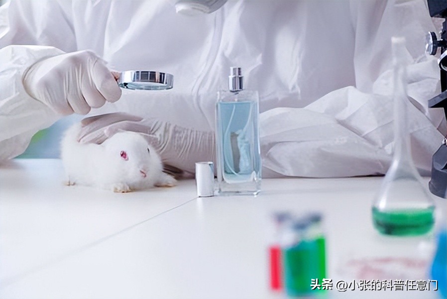 兔科动物的特点,兔科动物有哪些属