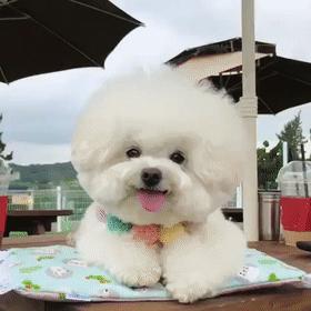 比熊鼻子有三指长纯不纯,怎么知道买的比熊是小体还是标体