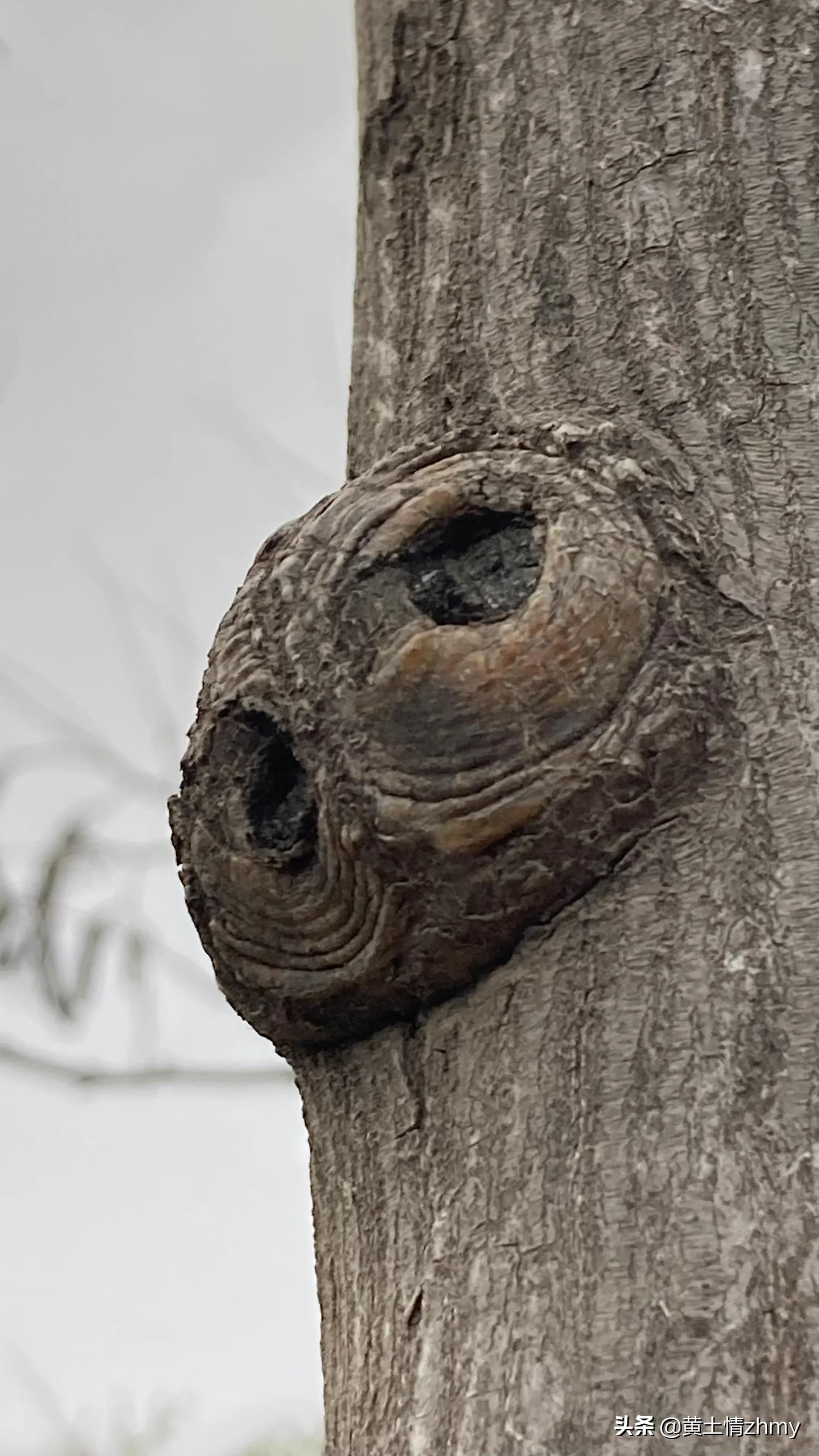 木头瘤疤,奇特的树干造型