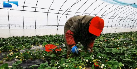 甜了味蕾鼓了荷包湖北20万亩草莓变身“致富果”