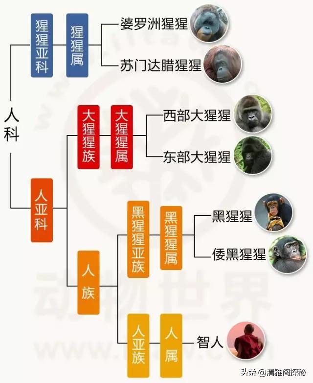 人类为什么褪去体毛？却保留了头发、腋毛和阴毛，有什么用？