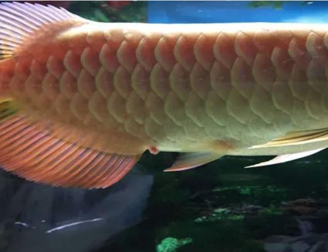 龙鱼脱肛怎么治疗,龙鱼脱肛反复