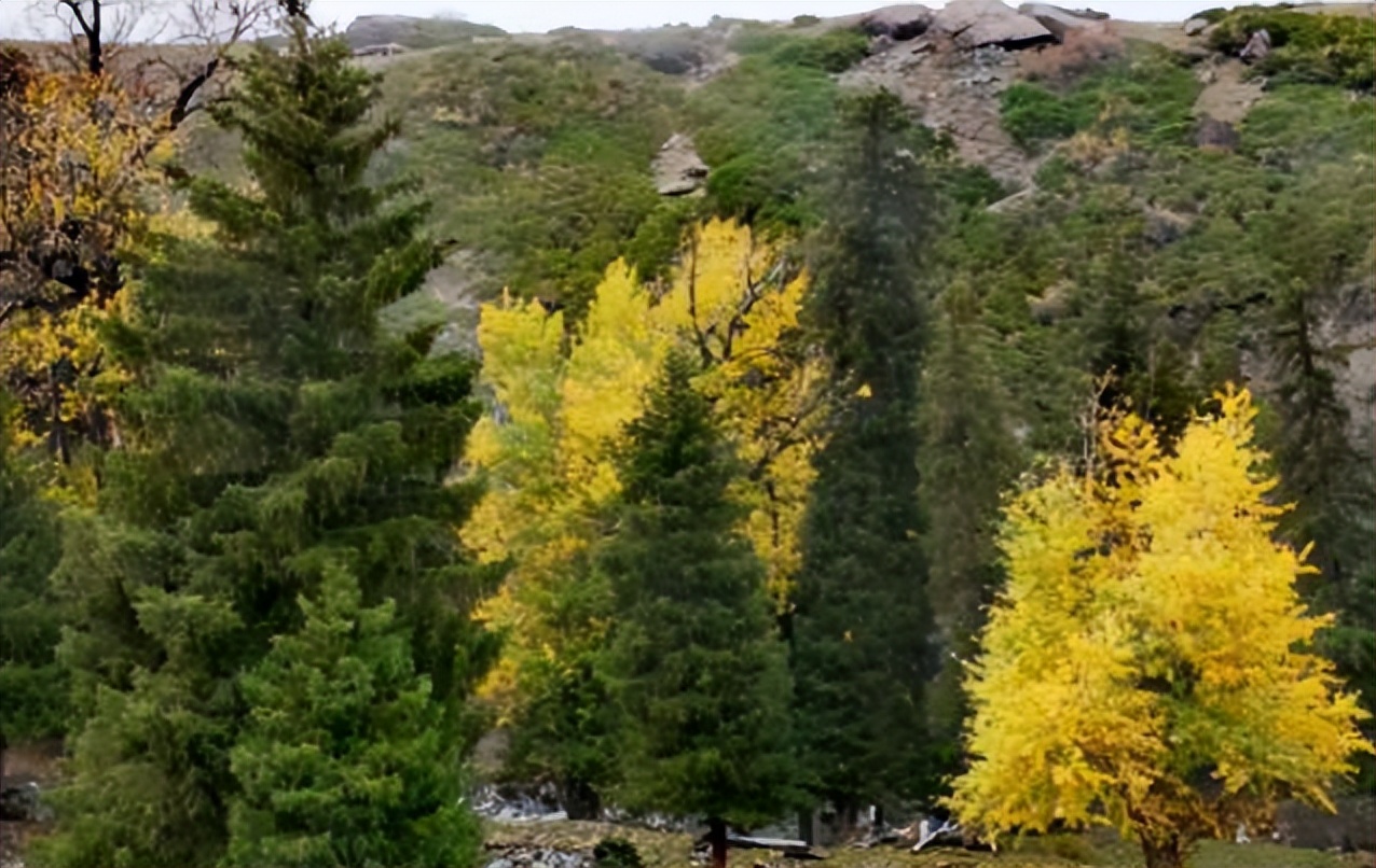 小树林里的神秘女尸案件聚焦,小树林的女尸案