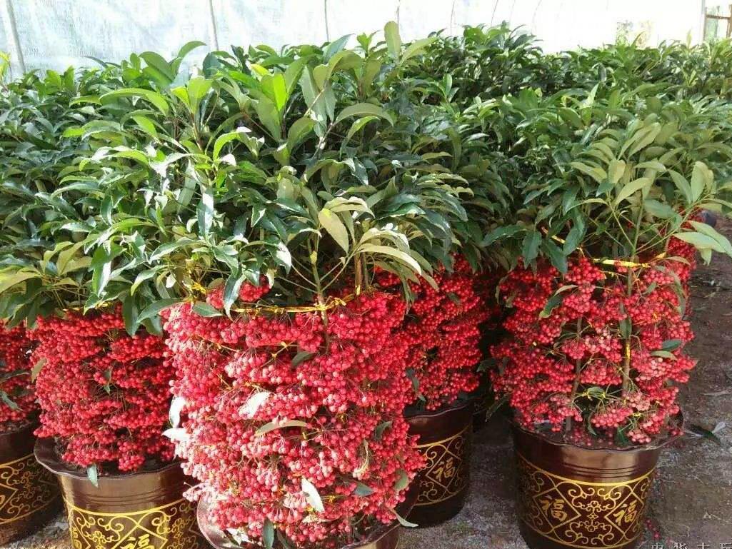 新手养柠檬树,懒人吸水花盆柠檬树