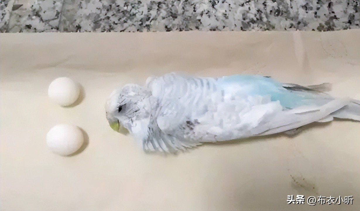 得了鹦鹉热怎么样鹦鹉快速好起来,鹦鹉如何度过三伏天