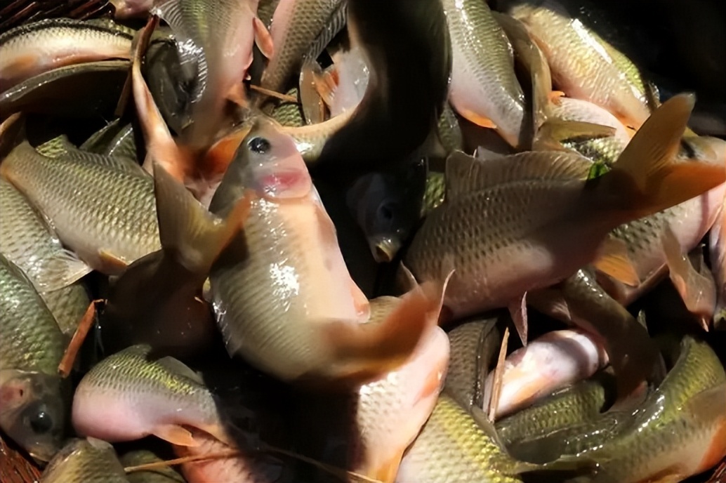 稻田养鱼一年收益多少,稻田养鱼怎么养效益高