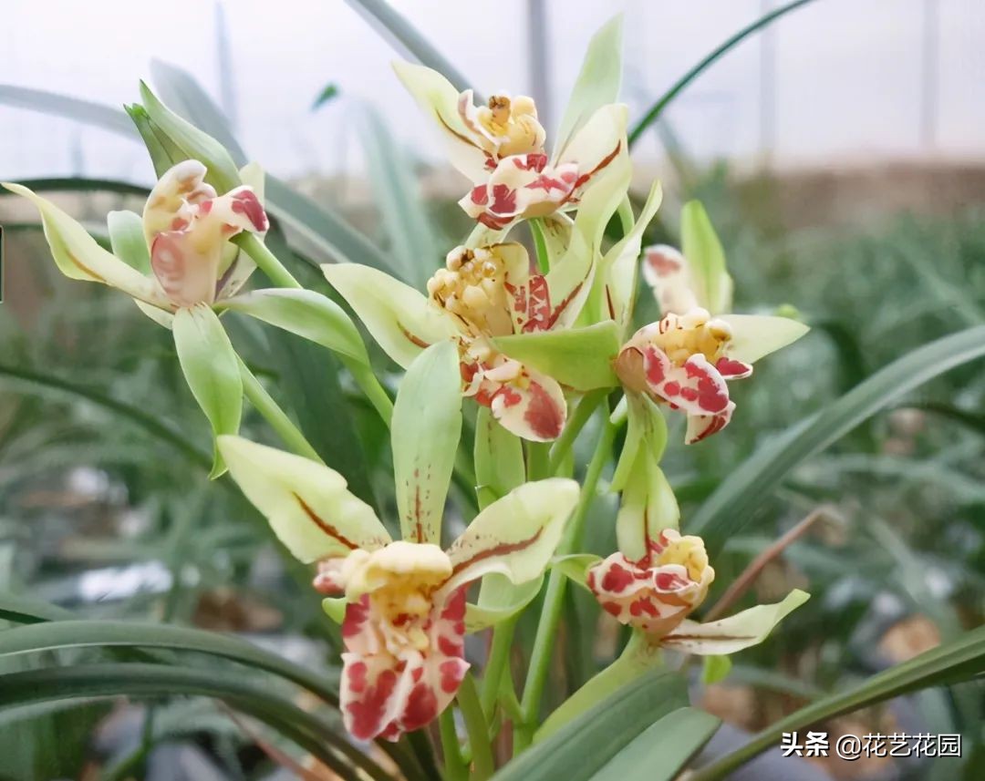 什么花有驱蚊效果适合家里养,驱蚊虫的花适合在室内养的