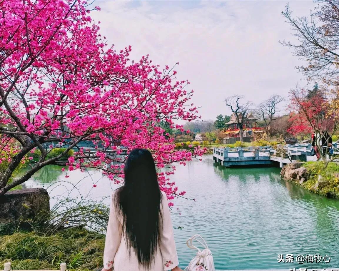 五言律诗咏梅五首,咏梅的最佳诗词七律