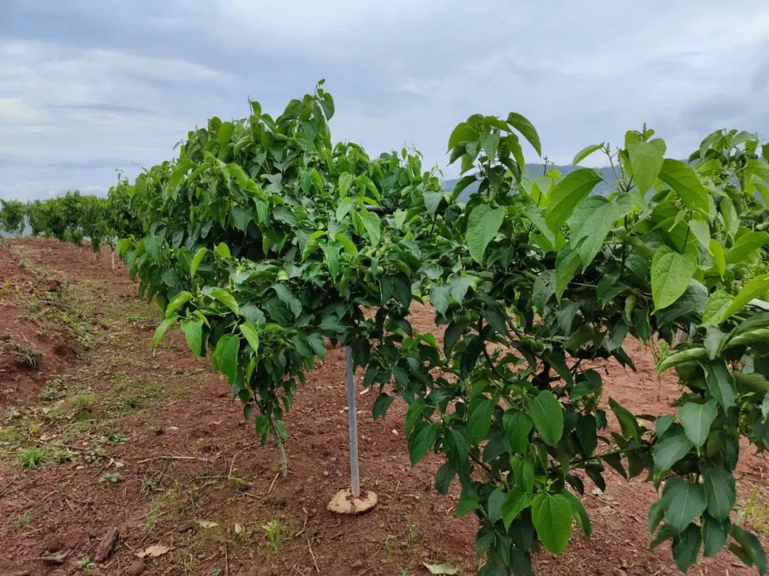 乡村振兴乡村美农民富,乡村振兴小小食用菌托起致富梦