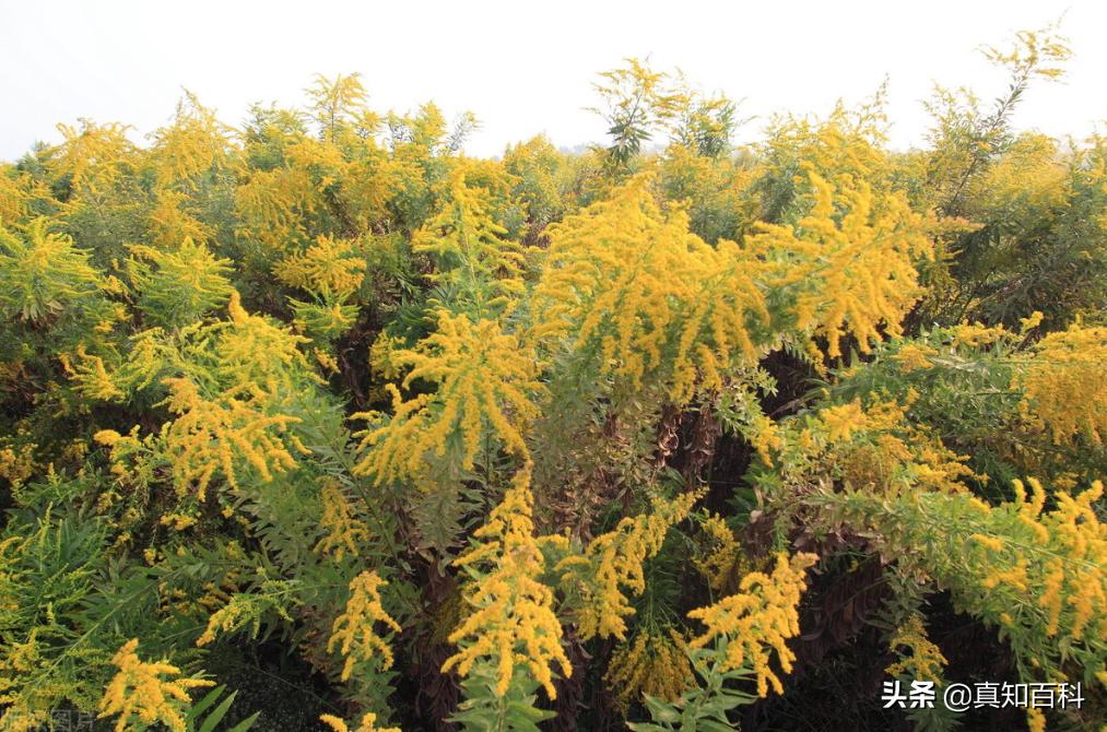 加拿大一枝黄花入侵现状,加拿大一枝黄花可以入侵哪些区域