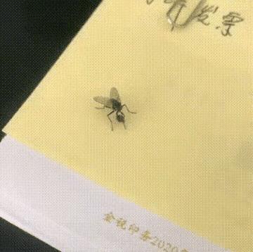 生猛的苍蝇，脑袋掉了，还能放手里搓着玩