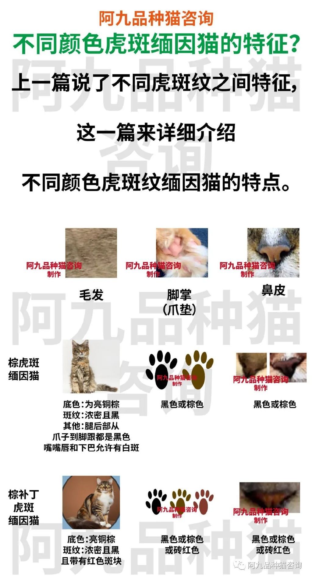 缅因猫品种标准图解，缅因猫怎么分辨好坏，缅因猫怎么分辨颜色