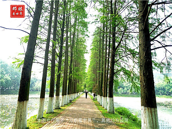 985武汉大学华中科技大学,武汉大学对比浙大