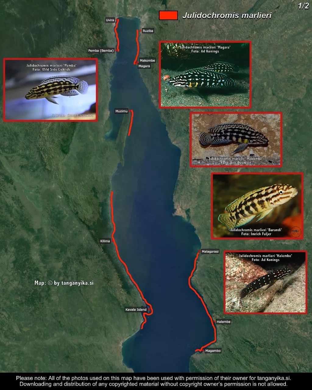 三湖慈鲷杂鲷品种图鉴大全,三湖慈鲷最好看的十种马鲷