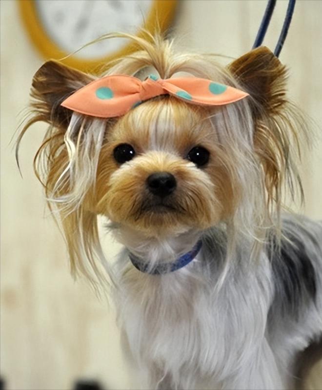 约克夏犬优缺点及适合人群,约克夏犬的特点和优缺点