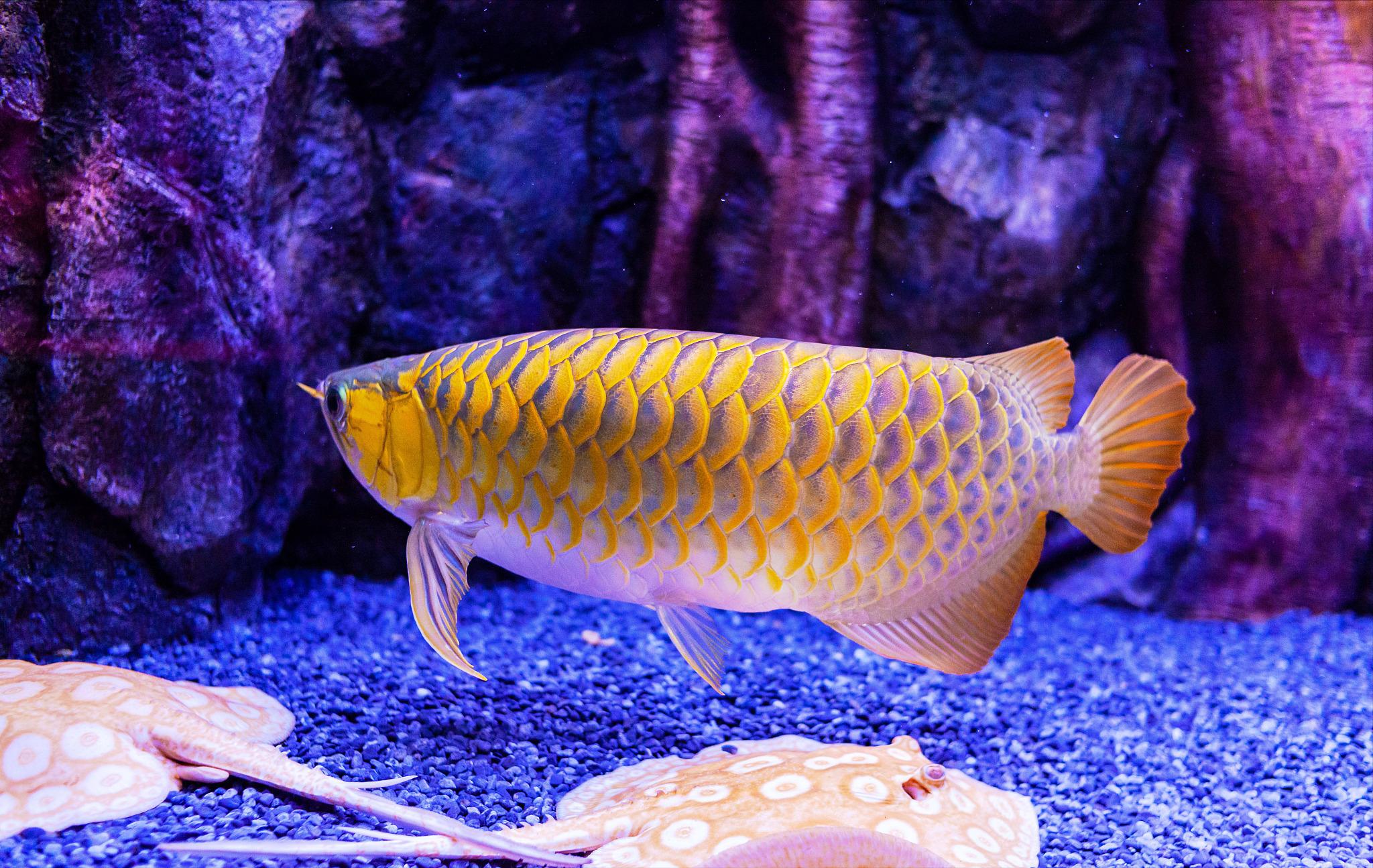 龙鱼掉鳞片怎么防止感染,龙鱼受惊吓掉鳞怎么办