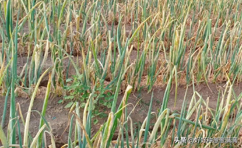 大葱上有小虫子怎么办,大葱有葱虫怎么办