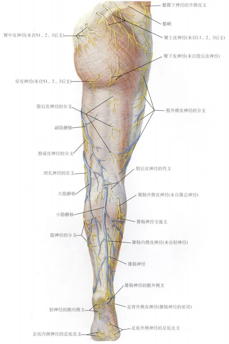 脊神经支配区域解剖图简图,脊神经及其分支的支配范围